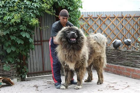 caucasian shepherd dog: Caucasian shepherd russian dog breeds large