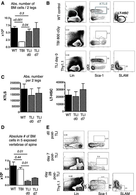 Nonimmune Barriers Remain After Tli Atg Bm Cells Of Legs And