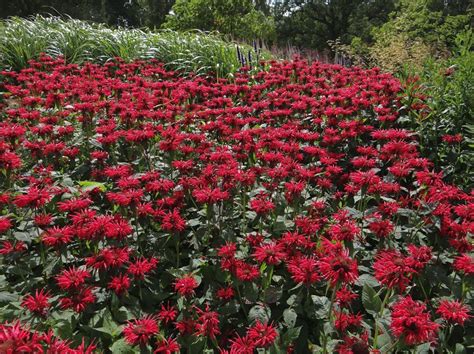 Monarda Gardenview Scarlet Urban Jungle Plant Nursery