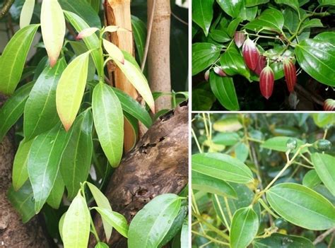 PLANTA DE CANELA CARACTERÍSTICAS CULTIVO PROPIEDADES