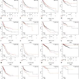 Kaplan Meier Survival Curves Comparing The High And Low Expression Of