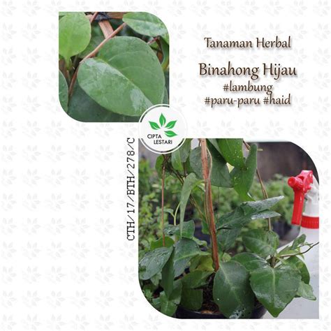 Jual BIBIT TANAMAN BINAHONG HIJAU POHON MERAMBAT DAUN BINAHONG PUTIH