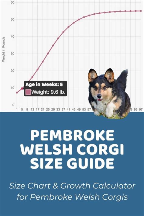 Pembroke Welsh Corgi Size Guide: Size Chart & Growth Calculator