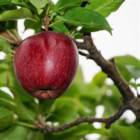 Buy Red Delicious Apple Tree Plants & Trees Online | Pixies Gardens