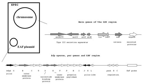 Figure 2 Typical And Atypical Enteropathogenic Escherichia Coli Volume 8 Number 5—may 2002