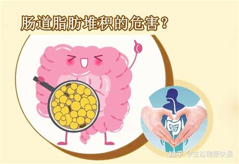 小常宝健康科普：肠道脂肪堆积的危害？ 知乎