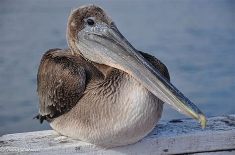 An Immature Brown Pelican Pelecanus Occidentalis Młody Flickr