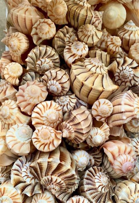 Pin By Sandi Williams On Shells Sand Beach Finds Sea Shells