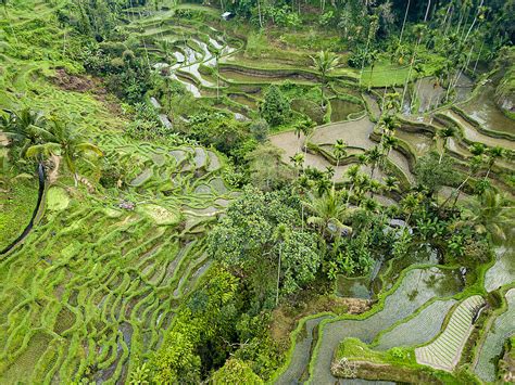 Aerial View Of Rice Terraces In Tegallalang Bali Indonesia By