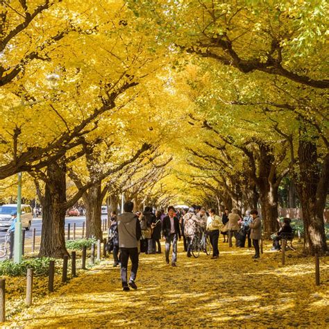 Ginkgo En La Calle De Icho Namiki En Tokio Foto Editorial Imagen De