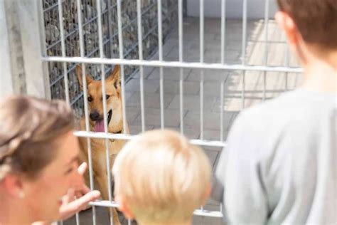 Artykuły związane z adopcja psa co trzeba wiedziec znajdziesz na Co w