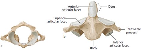 Dens Anatomy - Anatomy Book