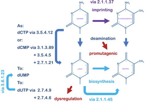 Deamination of adenine first aid 2017 - montrealnanax