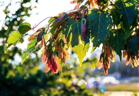 The Characteristics Of The Silver Maple Tree