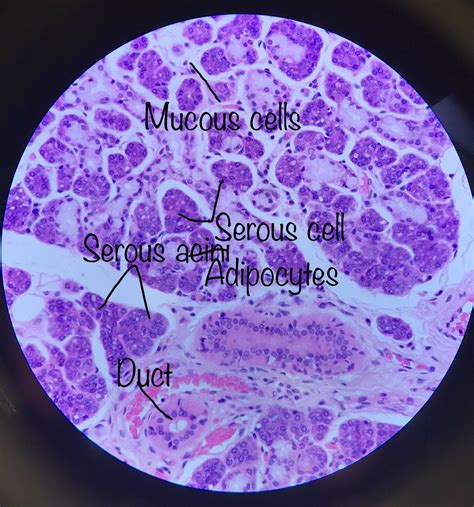 Submandibular Gland Histology.