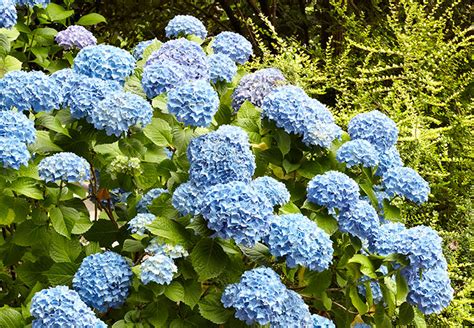 How To Change Hydrangea Color Garden Gate