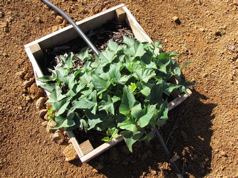 S Kartoffeln Anbauen Tipps Zu Sorten Ernte Plantura