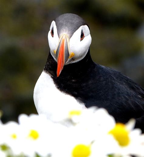 Free photo: Puffin, Bird, Flowers Beak - Free Image on Pixabay - 650647