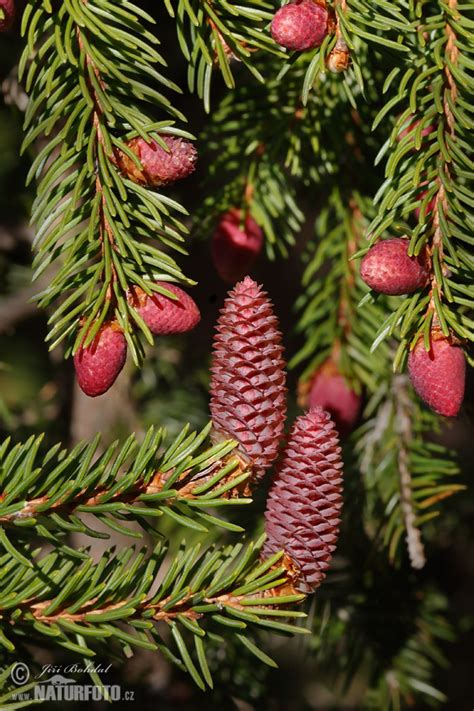 Picea Abies Pictures Norway Spruce Images Nature Wildlife Photos