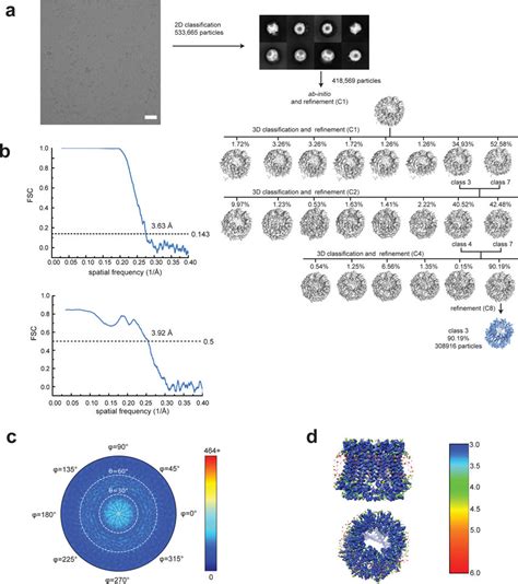 Single Particle Analysis Of Chcalhm A A Representative Micrograph