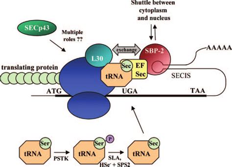 Schematic Of Selenoprotein Synthesis As Reviewed In Section Iib In