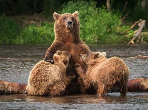 Kamchatka Bears Kamchatka Peninsula Photo By Sergey Alesh Flickr