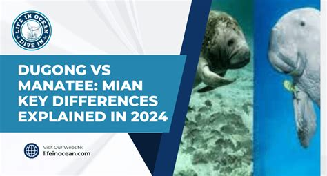 Dugong vs Manatee: Main Key Differences Explained in 2024 - Life in Ocean