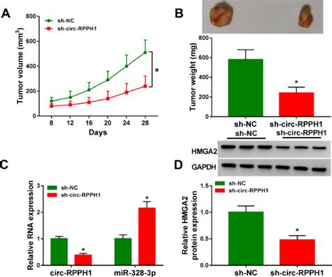 Circ RPPH1 Knockdown Retards Breast Cancer Progression Via MiR 328 3p