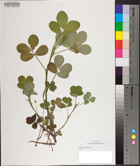 Arachis Hypogaea Species Page Apa Alabama Plant Atlas