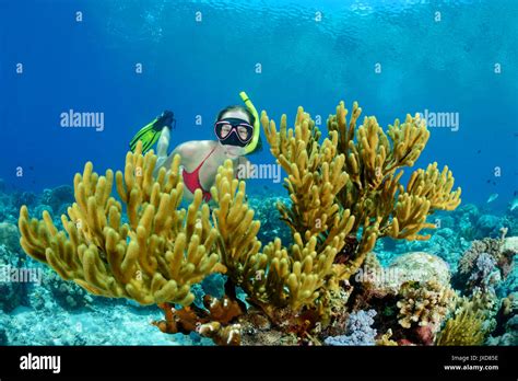 Young Woman Snorkeling In Beautiful Coralreef On Selayar Island