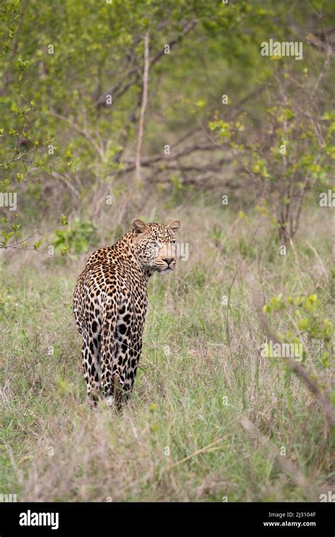 Male African Leopard In The Bush In Sabi Sands Game Reserve South