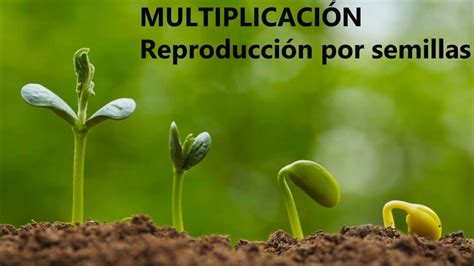 Tema 1 Multiplicación Reproducción por semillas YouTube