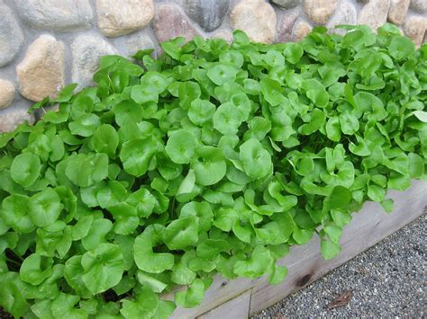 Nourishing Natives Winter Purslane