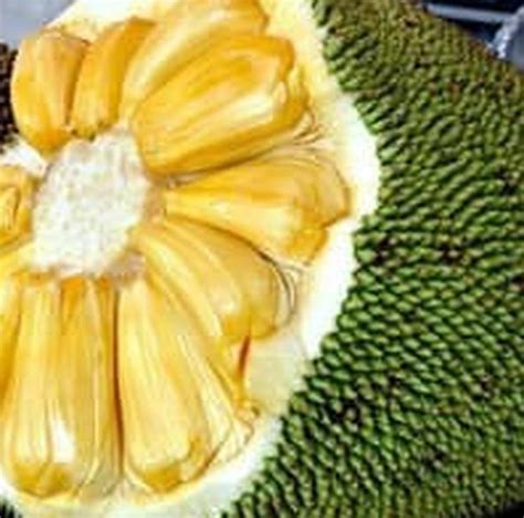 Bibit Buah Nangka Tanaman Batang Baik Kiosbibit