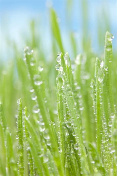 Morning Dew Green Grass Stock Image Image Of Background 32762487