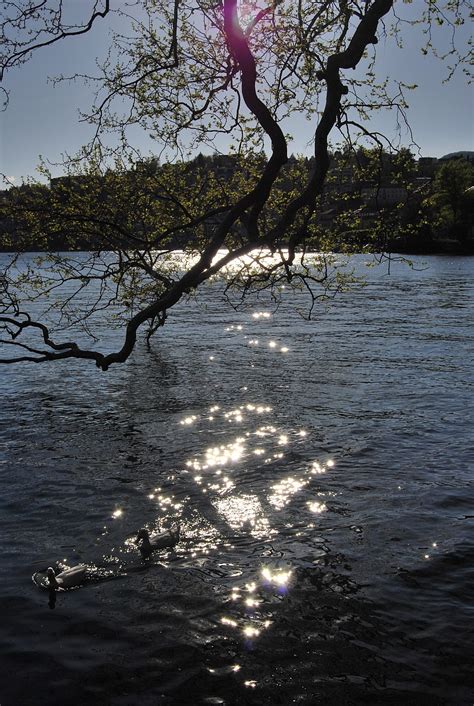 Riflessi Sul Lago Frank Zappa