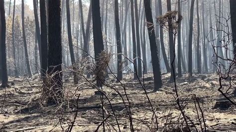 Incendie Saumos Sainte Hélène les images de la forêt dévastée une