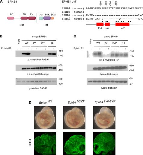 Normal Vascular Development In Homozygous Ephb4 2yp Mice A At Left Download Scientific