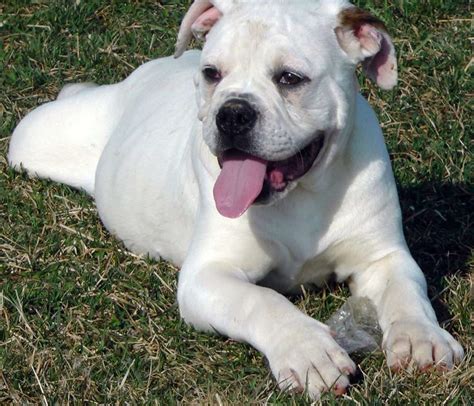 Puppies For Sale – Rosebull American Bulldogs