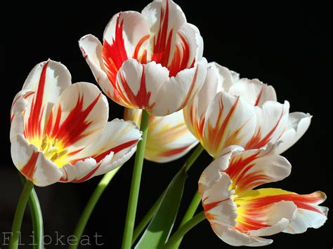 Tulips Flickr