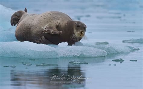 Bearded Seal (Erignathus barbatus) on an ice floe. Svalbard (Spitsbergen) Archipelago, Norway ...