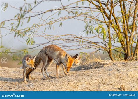 Desert Foxes in Their Natural Habitat Stock Image - Image of wildlife ...