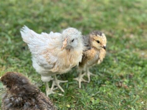 5 Week Old Easter Egger Pullet Or Cockerel BackYard Chickens Learn