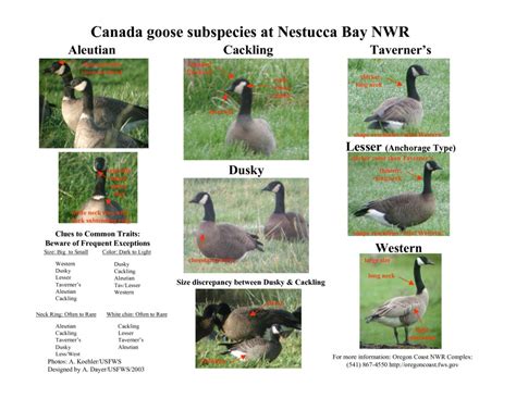 Goose Identification Chart