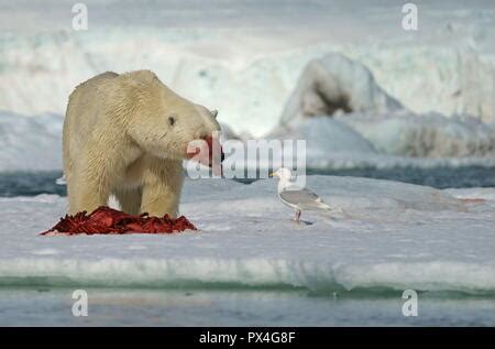 polar bear eating seal / Ursus maritimus Stock Photo - Alamy