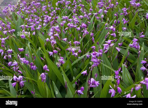 Hardy Orchid Chinese Ground Orchid Bletilla Striata Flowering Stand