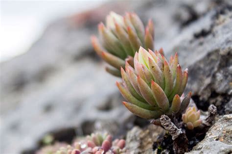 El Sedum sediforme en jardinería y cubiertas vegetales Revista de