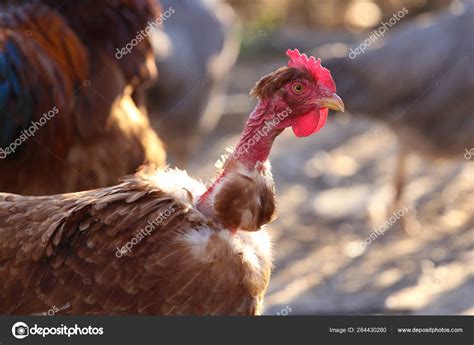 Portrait Of Banat Naked Neck Chicken Stock Photo By Gezafarkas