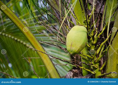 Green Coconut At Tree Royalty Free Stock Image Image 22865206