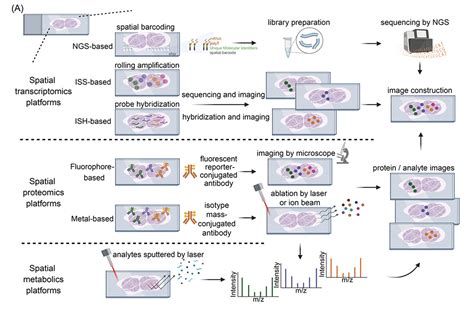 The New Frontier Of Spatial Biomarkers Digital Pathology And Spatial